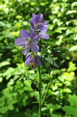 Polemonium caeruleum