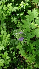 Polemonium caeruleum