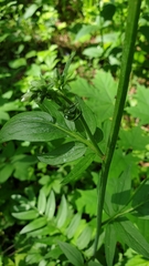 Polemonium caeruleum
