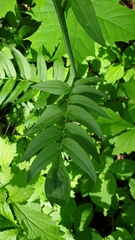 Polemonium caeruleum