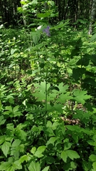 Polemonium caeruleum