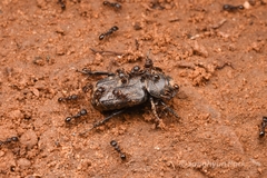 Clinterocera scabrosa