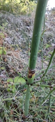 Equisetum ramosissimum