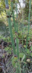 Equisetum ramosissimum