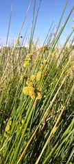 Scirpoides holoschoenus
