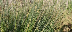 Scirpoides holoschoenus