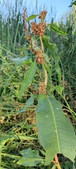 Rumex