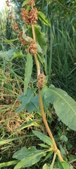 Rumex