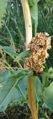 Rumex