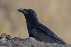 Corvus rhipidurus
