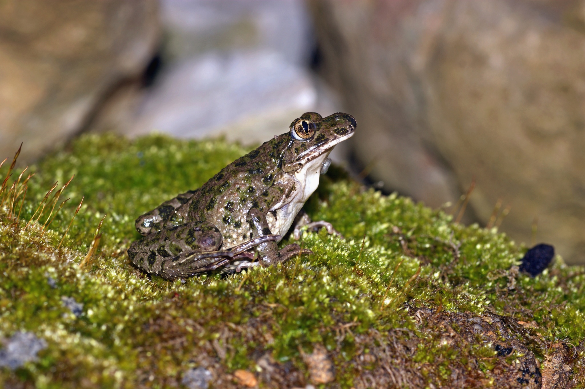 Pélodyte ponctué (adulte)