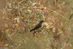 Nectarinia famosa