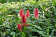 Acalypha pendula