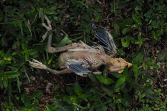 Nycticorax nycticorax