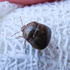 Megacopta punctatissima