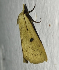 Scolecocampa