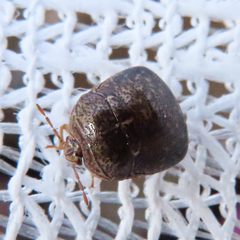 Megacopta punctatissima