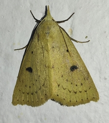 Scolecocampa