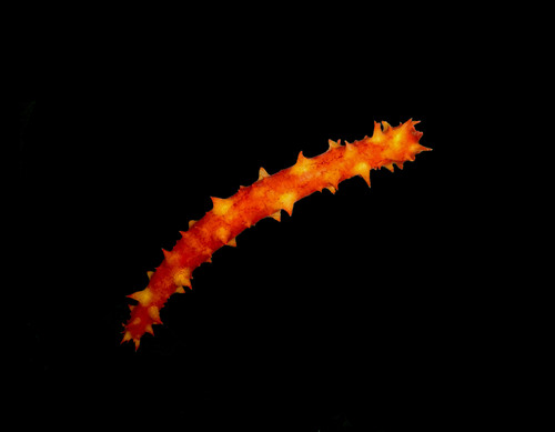 giant California sea cucumber, photo 3 of 10