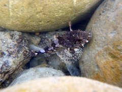 Taurulus bubalis