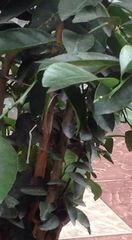 Citrus × aurantiifolia