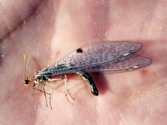 Megistopus flavicornis