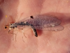 Megistopus flavicornis