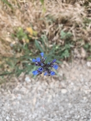 Anchusa