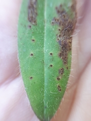 Puccinia hieracii