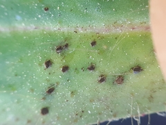 Puccinia hieracii