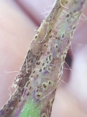 Puccinia hieracii