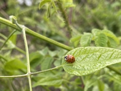 Harmonia axyridis