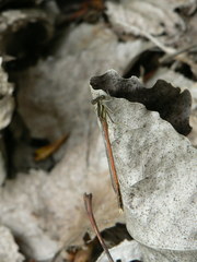 Platycnemis acutipennis