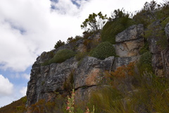 Oldenburgia paradoxa