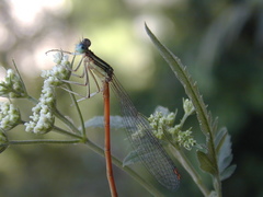 Platycnemis acutipennis