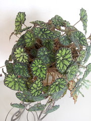 Begonia bowerae