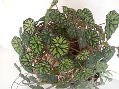 Begonia bowerae