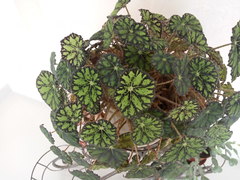 Begonia bowerae