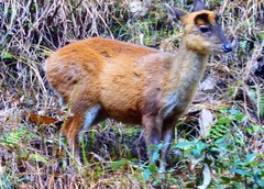 Muntiacus vaginalis