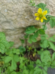 Geum urbanum