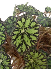 Begonia bowerae