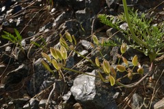 Lomatium tracyi