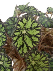 Begonia bowerae