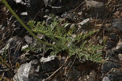 Lomatium tracyi