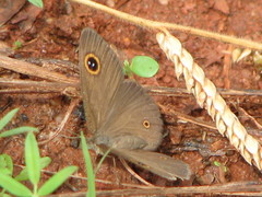Ypthima arctous