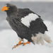 Steller's Sea-Eagle - Photo (c) jitensha2021, some rights reserved (CC BY-NC)