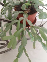 Rhipsalidopsis gaertneri