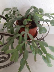 Rhipsalidopsis gaertneri