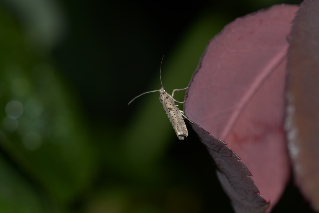 Yponomeuta tokyonellus