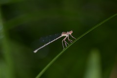 Platycnemis phyllopoda